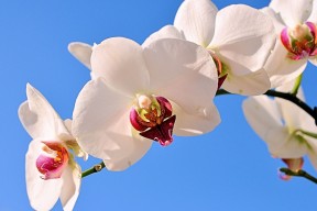 世界排球联赛：替补深度与体能管理并重，世界排球联赛战况